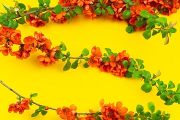 Japanese quince flower on yellow background close-up. place for text