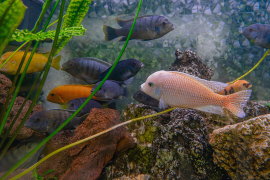 Pseudotropheus zebra, red african cichlid mbuna swimming in aquarium water wtih decor. Famous fresh water fish for aquarium hobby. Aquatic organism, underwater life, aquarium pet