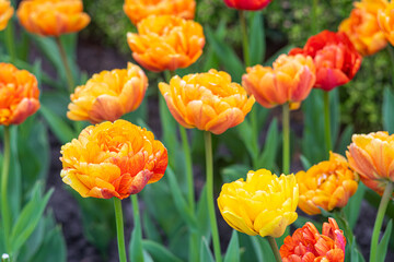 Blooming orange tulips flowers in garden, field. Double Beauty of Apeldoorn, double tulip variety. Spring time, nature gardening, floral background.