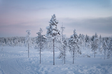 Snowy and frost landscape in cold winter Finnish Lapland Rovaniemi