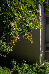 Sunny view of golden Duranta erecta berries on lush green foliage against a textured wall, captured in Israel's winter