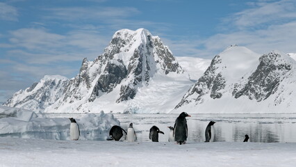 Funny Gentoo Penguins in Antarctica. Cute animals at snow and ice landscape. Environment scenery of...