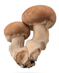 Fresh champignon mushrooms, two royal brown champignon one large and one small isolated