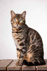 Brown Bengal Cat on white Background