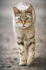 Naklejka na ściany i meble Mink Bengal Cat walking