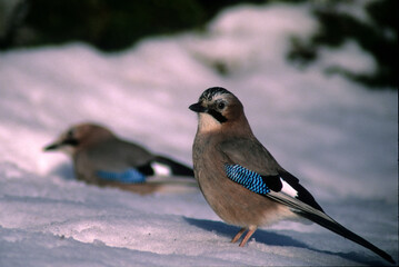 JAY (Garrulus glandarius) in the snow. Ortakis. Bolotana Nuoro, Sardinia, Italy.