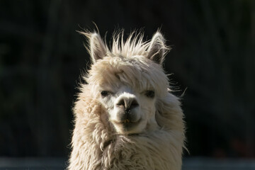 Fototapeta premium Weisses Alpaca, Chile