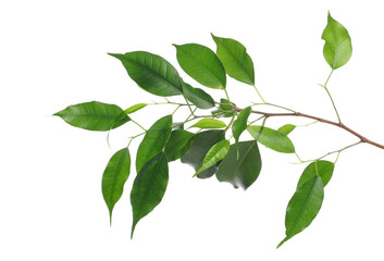 Fototapeta premium Ficus Benjamina green leaves, weeping fig twig isolated on white, top view 