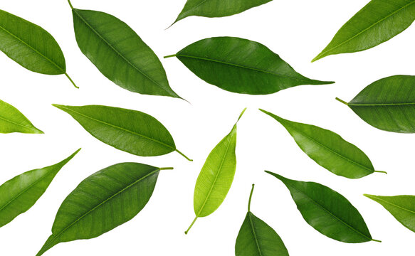 Green leaves pattern, Ficus Benjamina leaf texture isolated on white, top view	