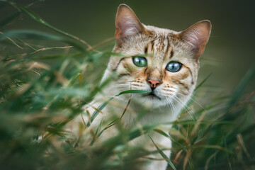 Mink Bengal Cat in Grass