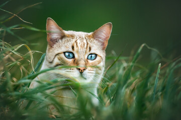Mink Snow Bengal Cat hiding in high Grass