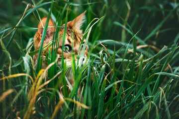 Brown Bengal Cat in high Grass