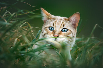 Snowbengall Cat in Grass