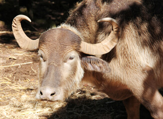 Bufalo Asiático, Indio, de agua