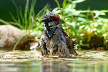 House sparrow, a male bathes in the water of a bird watering hole. Czechia.