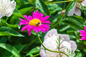 Fly on bright yellow-crimson flower close-up. Tanacetum cinerariifolium