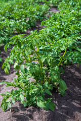 Young potato tops close-up
