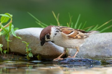  Tree sparrow on a stone at a bird water hole. Czechia