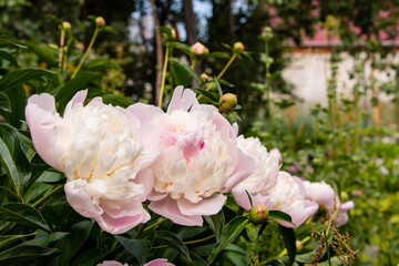 Soft pink peonies in the garden close-up