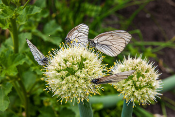 Lots of hawthorn butterflies on flower close-up