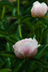 Delicate white and pink peony heads. Macro photography of a peony flower.