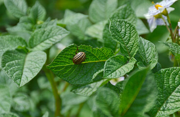 The Colorado potato beetle eats a green potato leaf. a dangerous pest that destroys potato crops. pest control