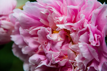 Beautiful pink background of royal peony flower petals close-up