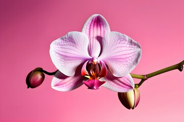 Close-up of the phalaenopsis orchid on a pink background