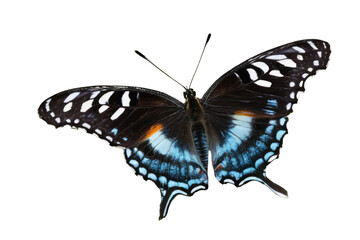 a high quality stock photograph of a single butterfly close up full body isolated on a white...