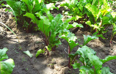Leaf of beet root. Fresh green leaves of beetroot or beet root seedling. Row of green young beet leaves growth in organic farm. Closeup beetroot leaves growing on garden bed. Field of beetroot foliage