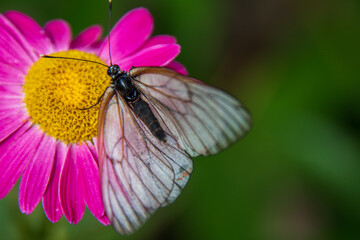 White hawthorn butterfly close-up on bright pink dolmata chamomile flower