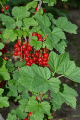 large harvest of red currants on a bush branch. red ripe berries among green leaves. delicious and healthy berries, full of vitamins and antioxidants. sweet and dessert for children and adults