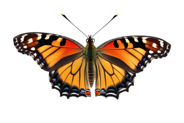 Fototapeta premium a high quality stock photograph of a single butterfly close up full body isolated on a white background