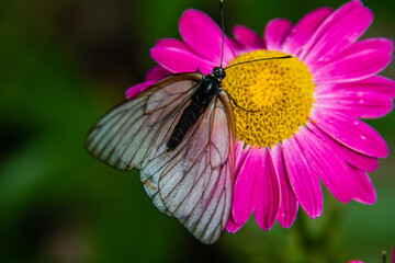 White hawthorn butterfly close-up on bright pink dolmata chamomile flower
