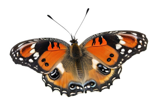 a high quality stock photograph of a single butterfly close up full body isolated on a white background