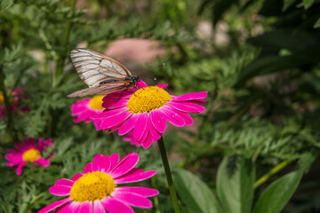 White hawthorn butterfly close-up on bright pink dolmata chamomile flower