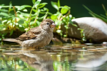  House sparrow, female standing in the water of the bird watering hole. Czechia.