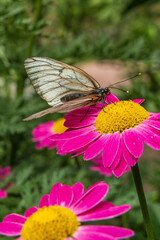 White hawthorn butterfly close-up on bright pink dolmata chamomile flower
