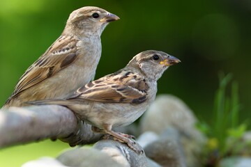 Two juvenile sparrows on a stick and stones. Czechia.