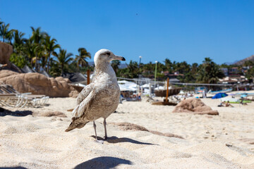 ave blanca en la playa