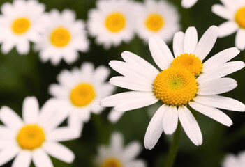 Close up of a white daisy with a yellow center against a green background with soft focus white generative AI