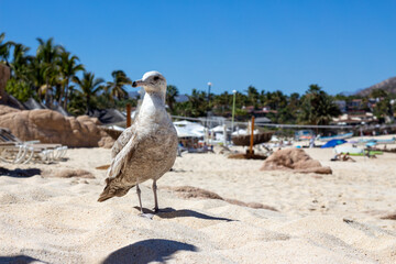 ave blanca en la playa