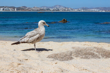 ave blanca en la playa