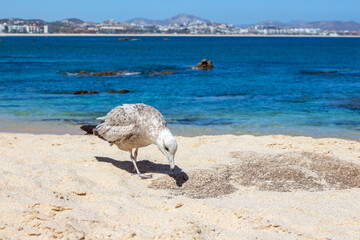 ave blanca en la playa
