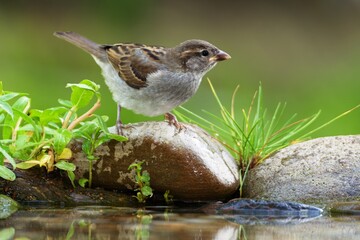 Young sparrow on a stone with grass at the bird water hole. Czechia.