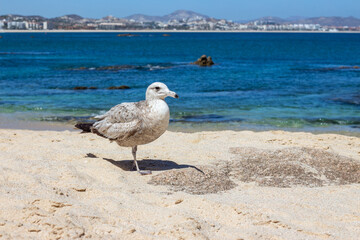 ave blanca en la playa