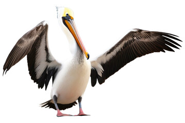a high quality stock photograph of a single pelican full body isolated on a white background