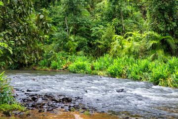 Immerse yourself in the lush rainforest canopy of Far North Queensland's Cairns region, a vibrant jungle haven.