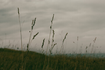 Tall dry grass and ears against an overcast gray sky with low clouds. Abstract natural landscape of wild field, meadow before rain. Gloomy weather.