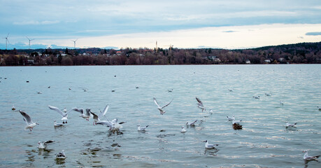 A flock of seagulls (Larus argentatus) on the lake
